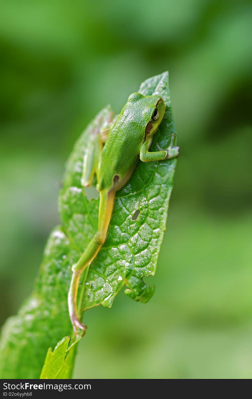 Tree frog climbing on the leaf. Tree frog climbing on the leaf