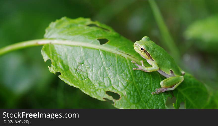 Side view of tree frog sitting on the leaf. Side view of tree frog sitting on the leaf