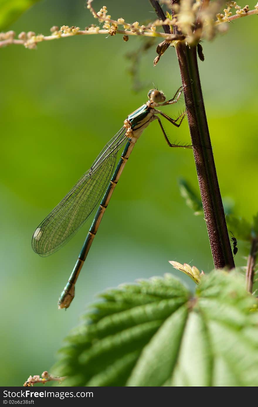 Dragonfly sitting on stem with little ant. Dragonfly sitting on stem with little ant