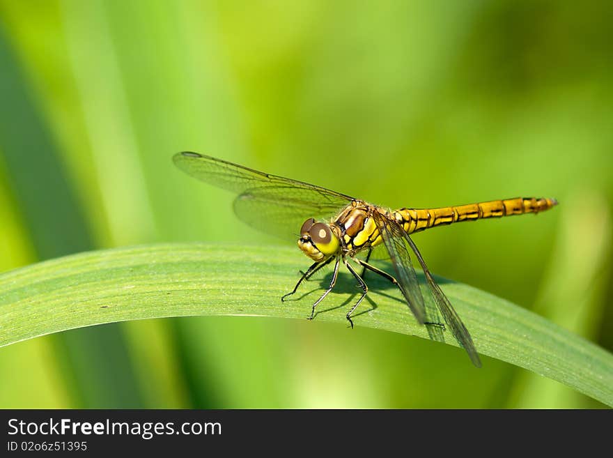 Detailed photo of posing dragonfly. Detailed photo of posing dragonfly