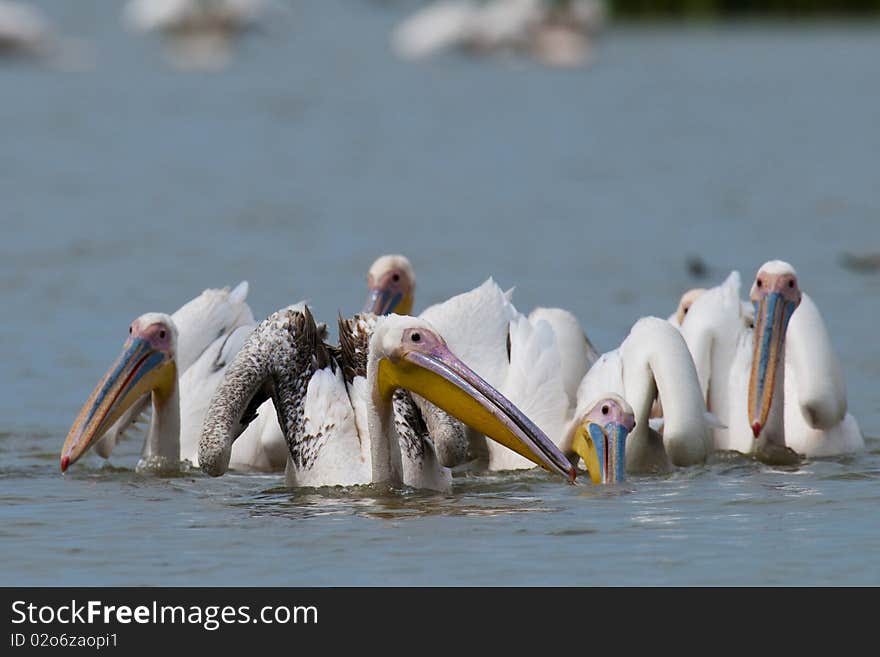 Great White Pelicans Flock