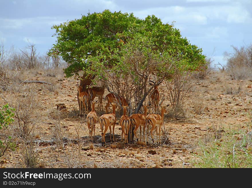 Gazelles in the savanna, Kenya