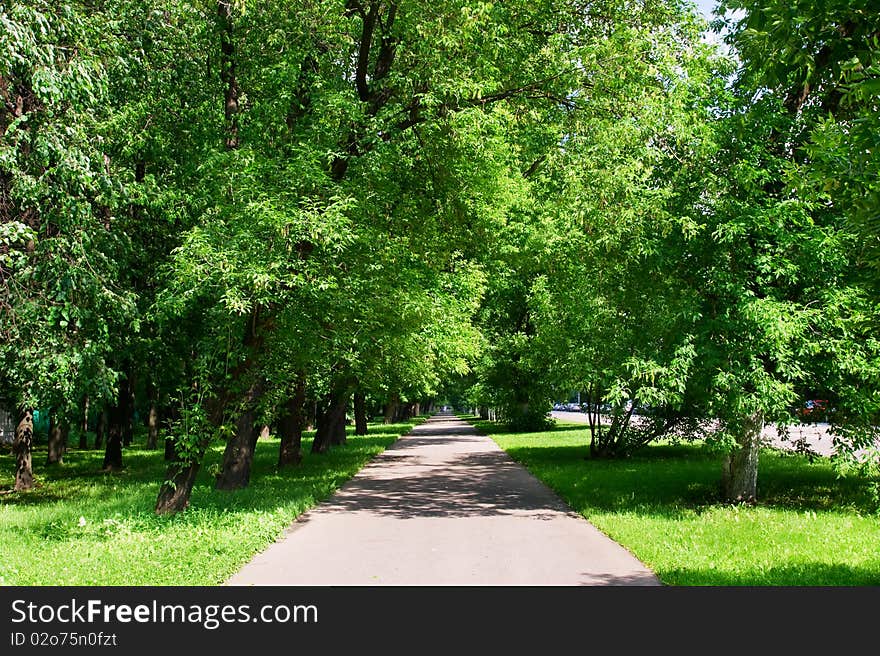 Asphalt sidewalk in the trees in the city