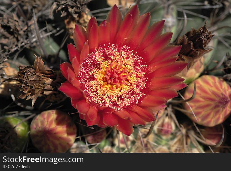 Cacti are unusual and distinctive plants, which are adapted to extremely arid and semi-arid hot environments. Cacti are unusual and distinctive plants, which are adapted to extremely arid and semi-arid hot environments