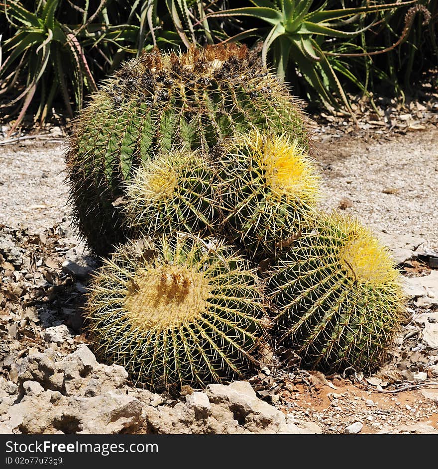 Cacti are unusual and distinctive plants, which are adapted to extremely arid and semi-arid hot environments. Cacti are unusual and distinctive plants, which are adapted to extremely arid and semi-arid hot environments