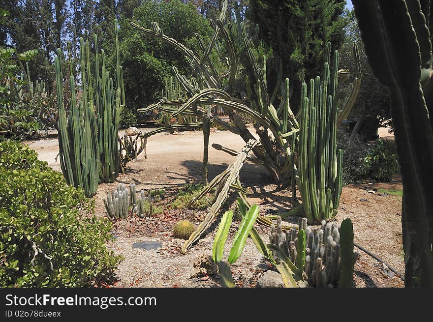 Cacti are unusual and distinctive plants, which are adapted to extremely arid and semi-arid hot environments. Cacti are unusual and distinctive plants, which are adapted to extremely arid and semi-arid hot environments