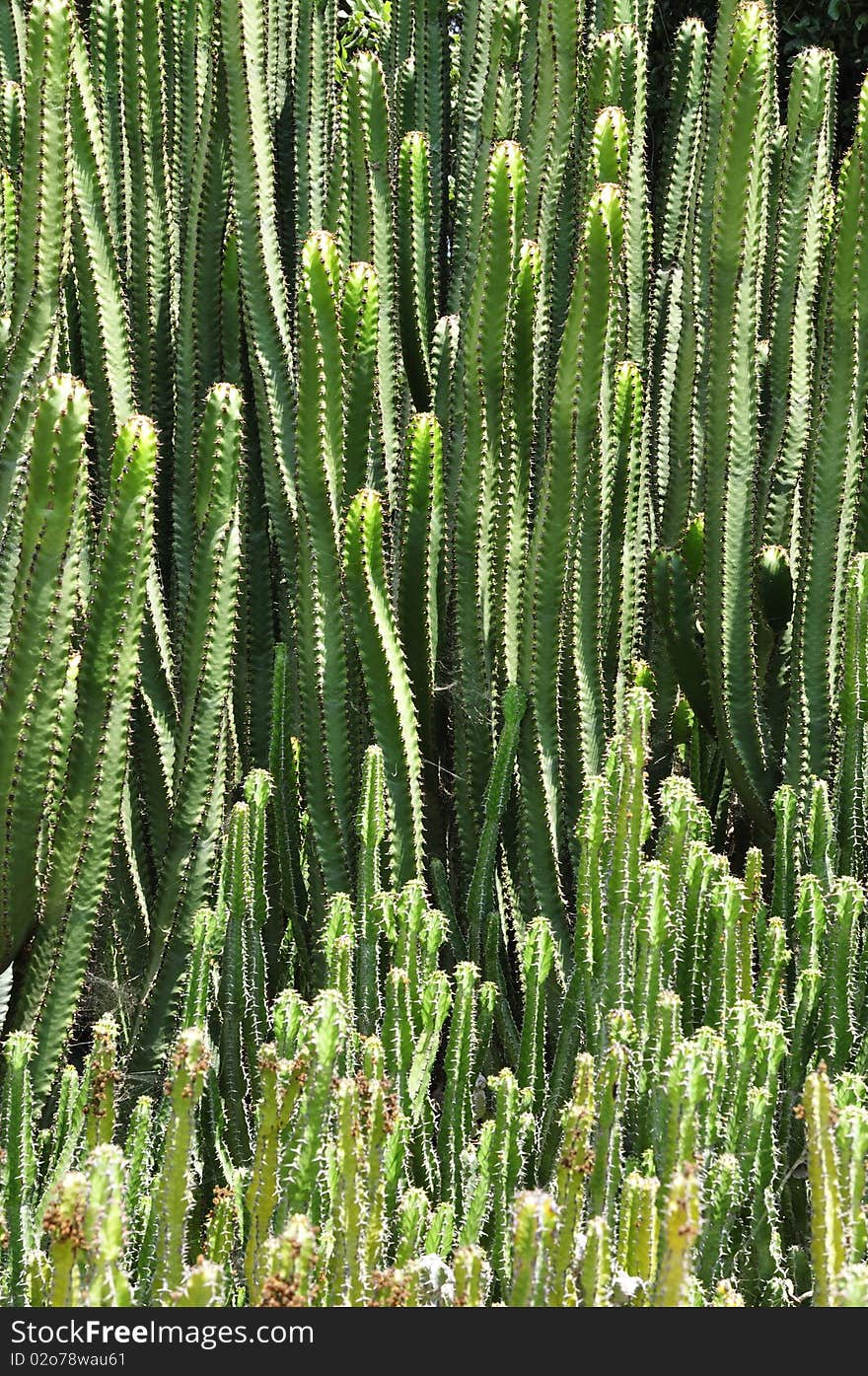 Cacti are unusual and distinctive plants, which are adapted to extremely arid and semi-arid hot environments. Cacti are unusual and distinctive plants, which are adapted to extremely arid and semi-arid hot environments