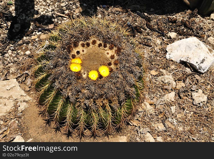 Cacti are unusual and distinctive plants, which are adapted to extremely arid and semi-arid hot environments. Cacti are unusual and distinctive plants, which are adapted to extremely arid and semi-arid hot environments