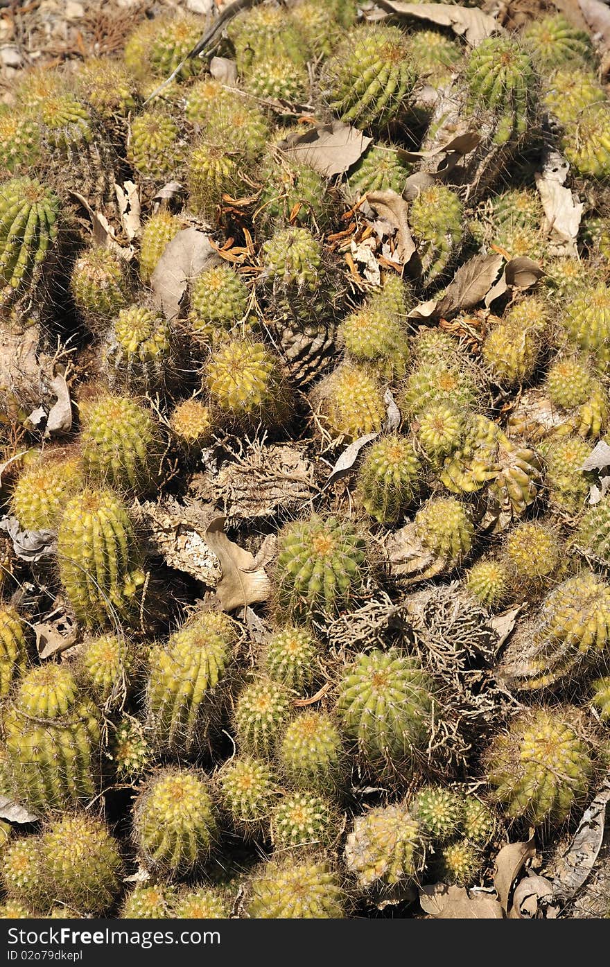 Cacti are unusual and distinctive plants, which are adapted to extremely arid and semi-arid hot environments. Cacti are unusual and distinctive plants, which are adapted to extremely arid and semi-arid hot environments