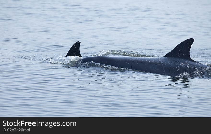 Mother and baby dolphin