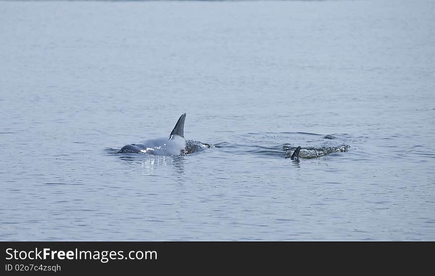 Mother and baby wild dolphins in open ocean. Mother and baby wild dolphins in open ocean