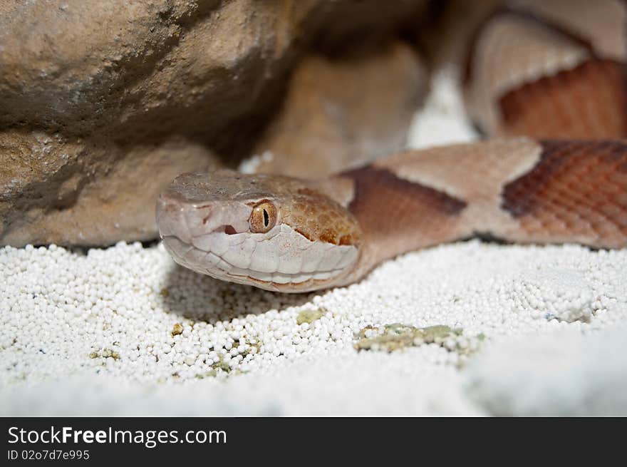 Copperhead Rattlesnake Portrait in Terrarium