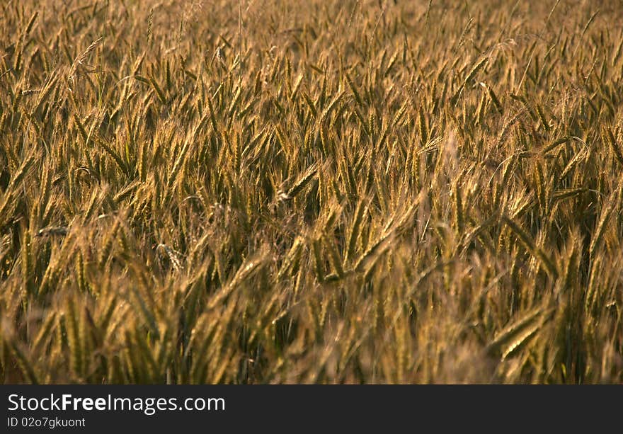 Rye field