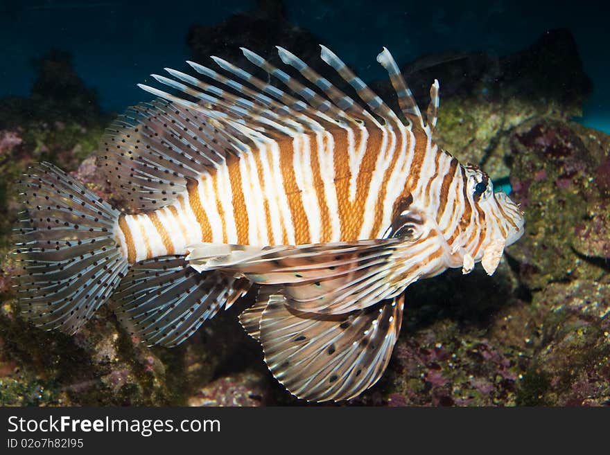 Volitan Lionfish in Aquarium