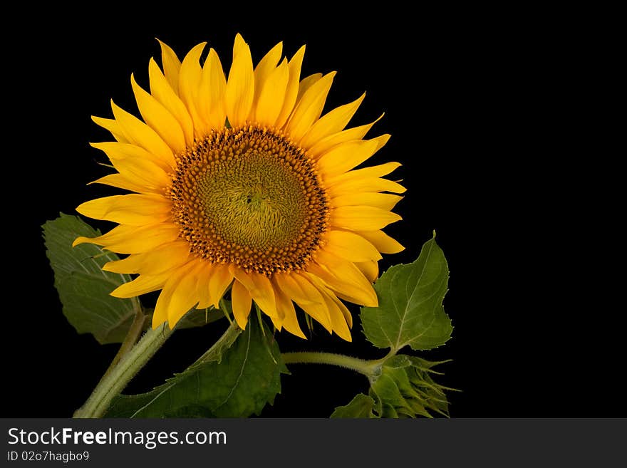 Sunflower, Helianthus annuus, isolated on a black background