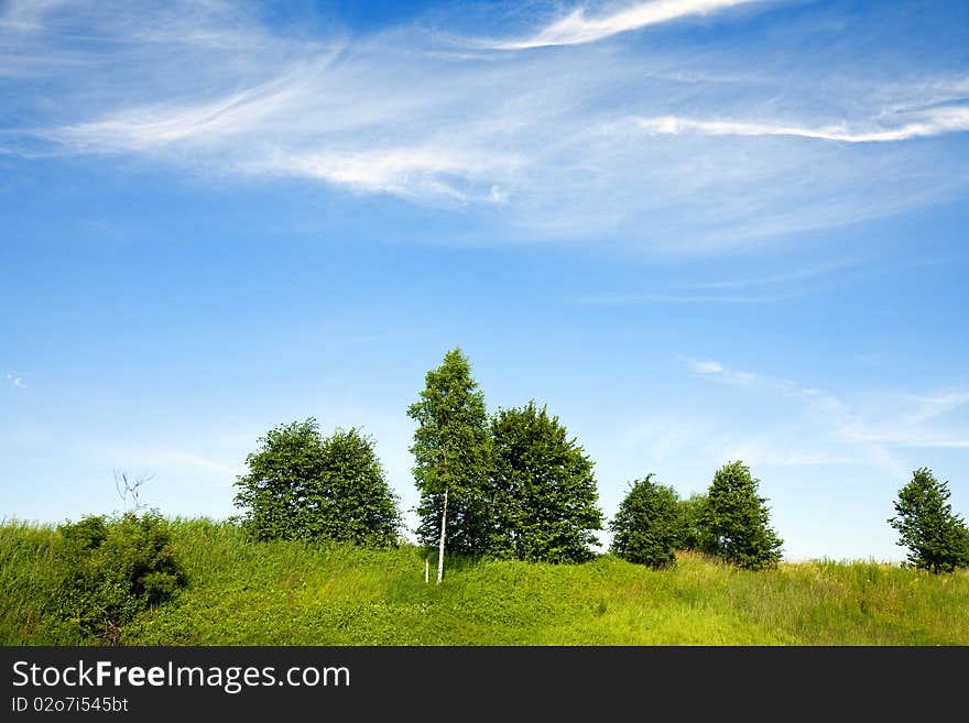 Summer sunny landscape with trees. Summer sunny landscape with trees