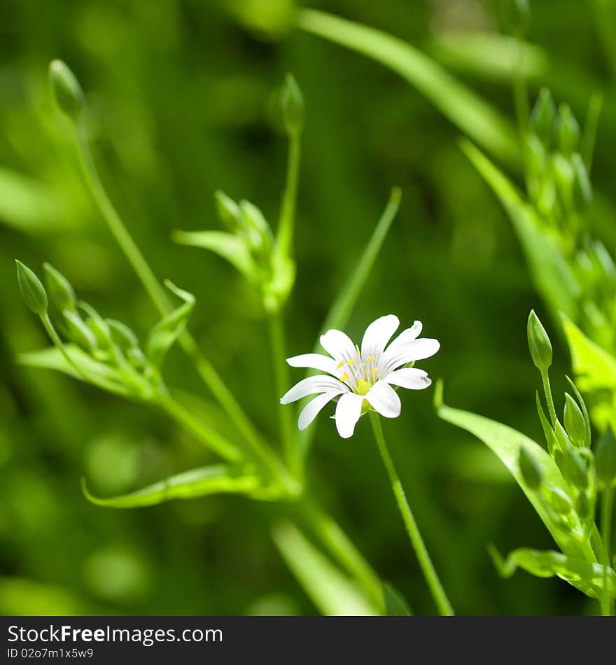 Beautiful white chamomile in green grass