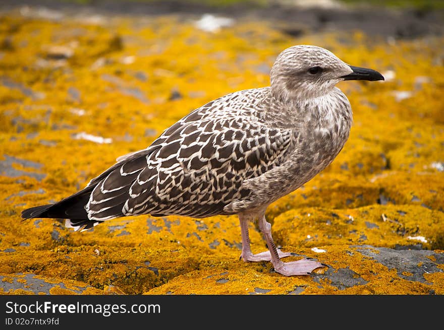 Sea gull