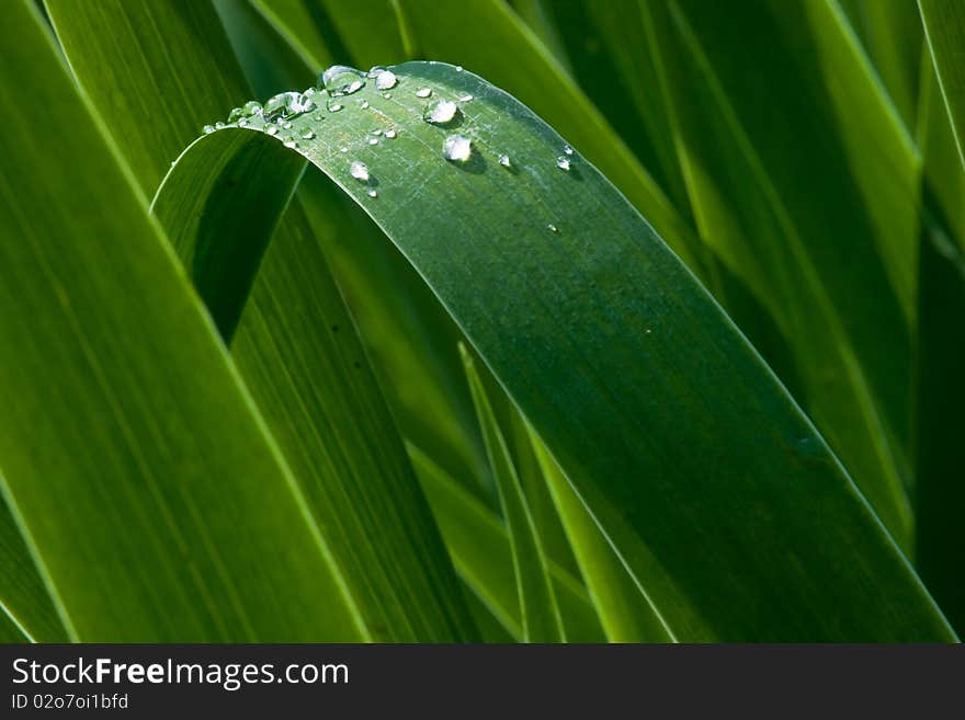 Beautiful water drops on a leaf. Beautiful water drops on a leaf