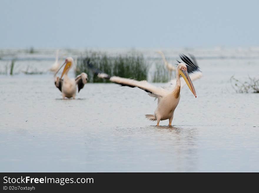 Great White Pelican shaking wings