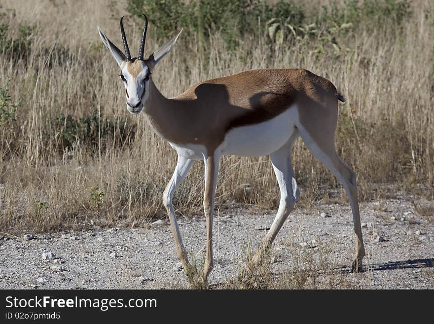 Portrait of an alert springbok