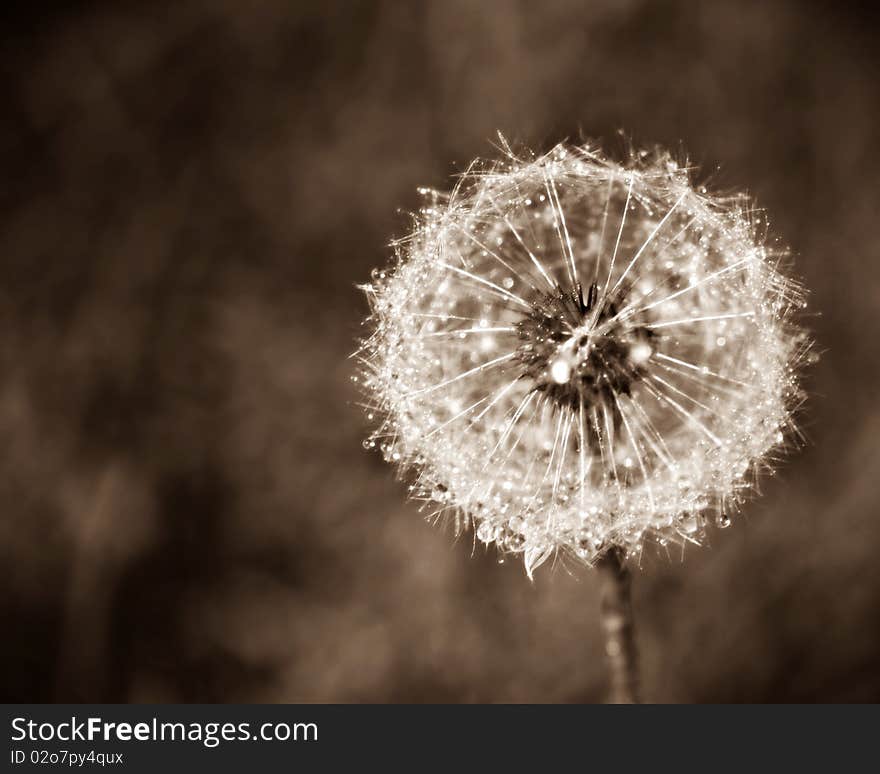 In The Wind