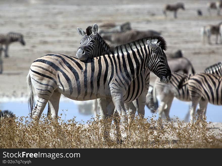 Zebras staying near the lake