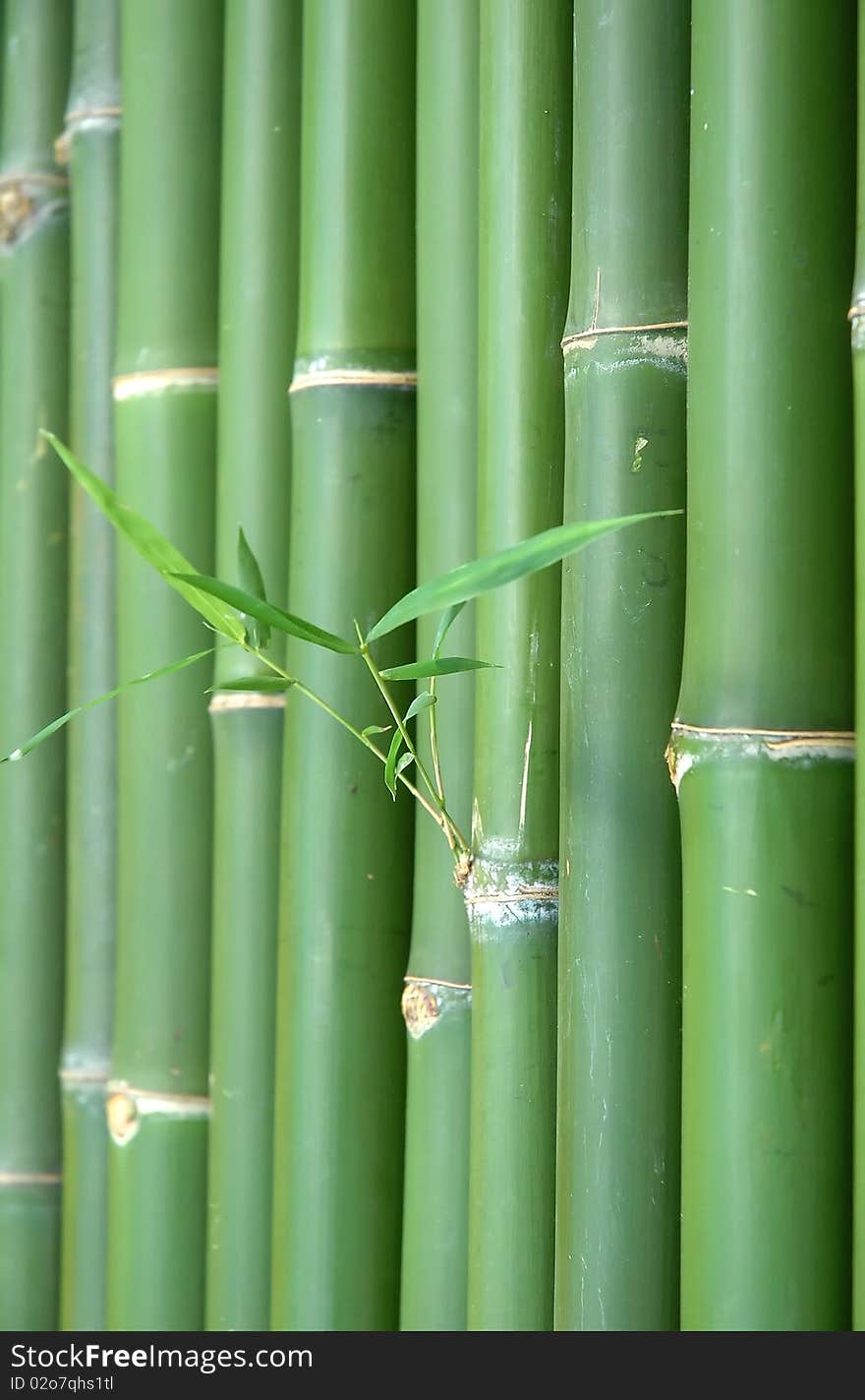 Green vertical chinese bamboo background