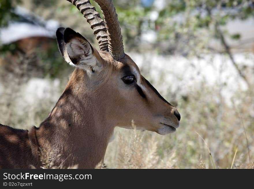 Impala male