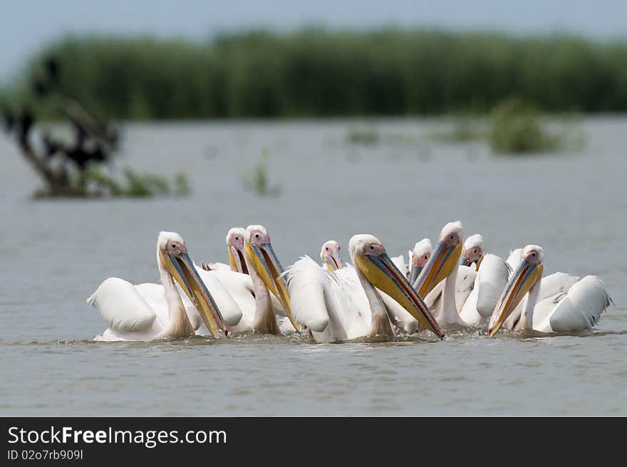 Great White Pelican Flock