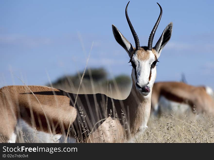 Portrait of an alert springbok