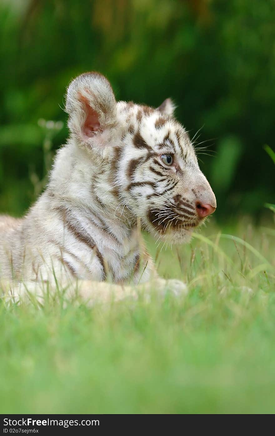 Baby white tiger