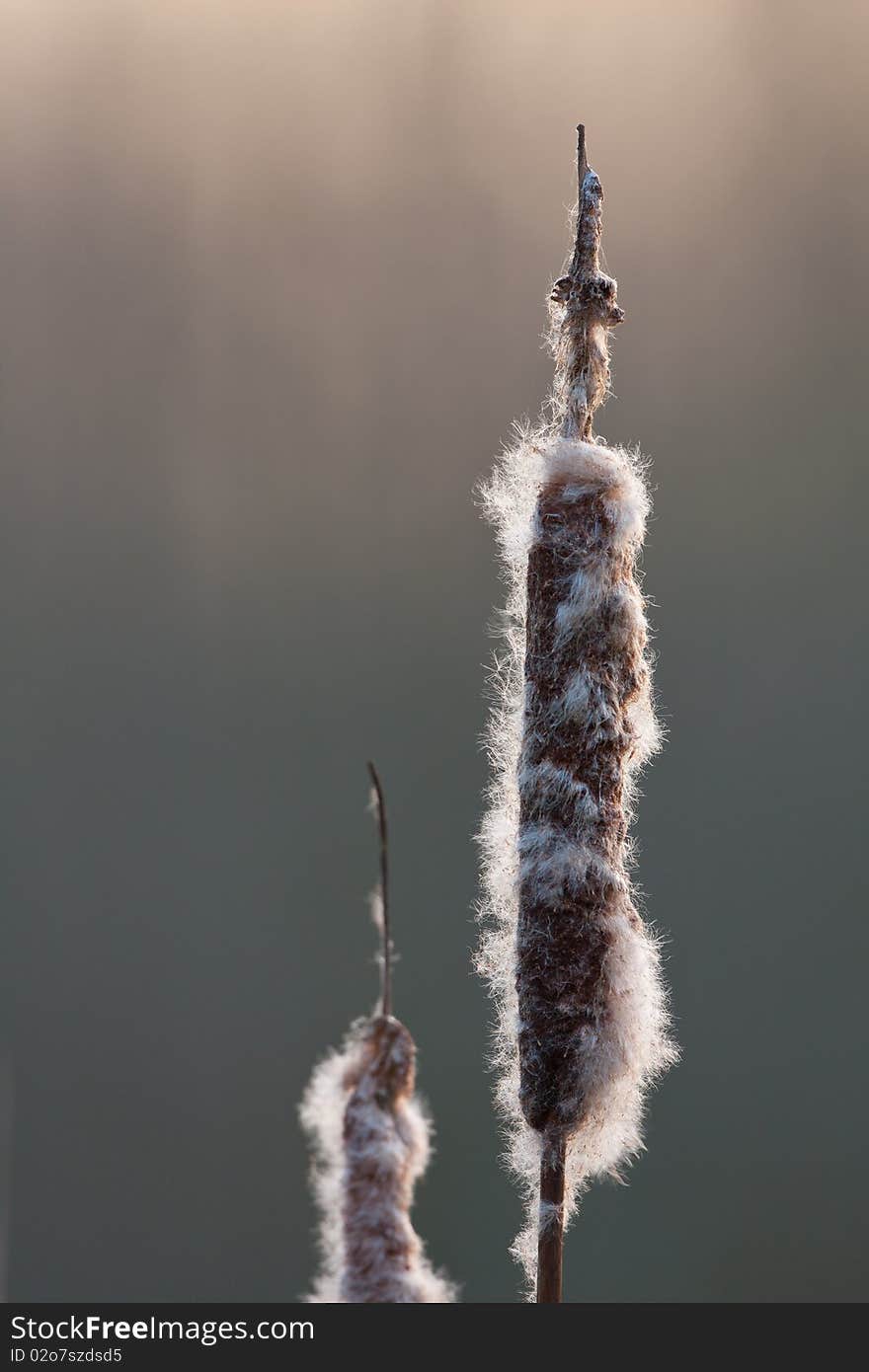 Detail of reed back lit by early winter sun. Detail of reed back lit by early winter sun