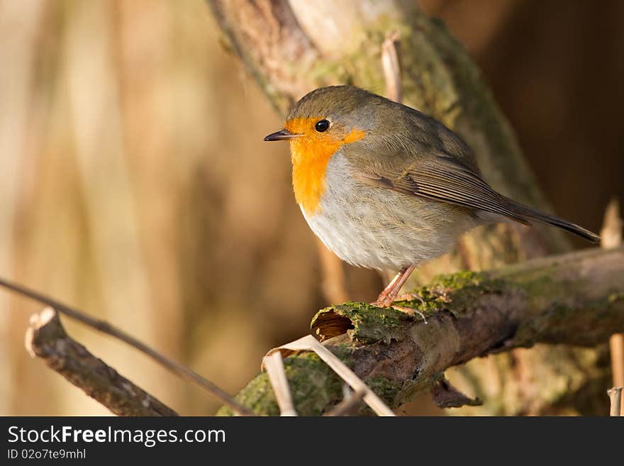 Robin