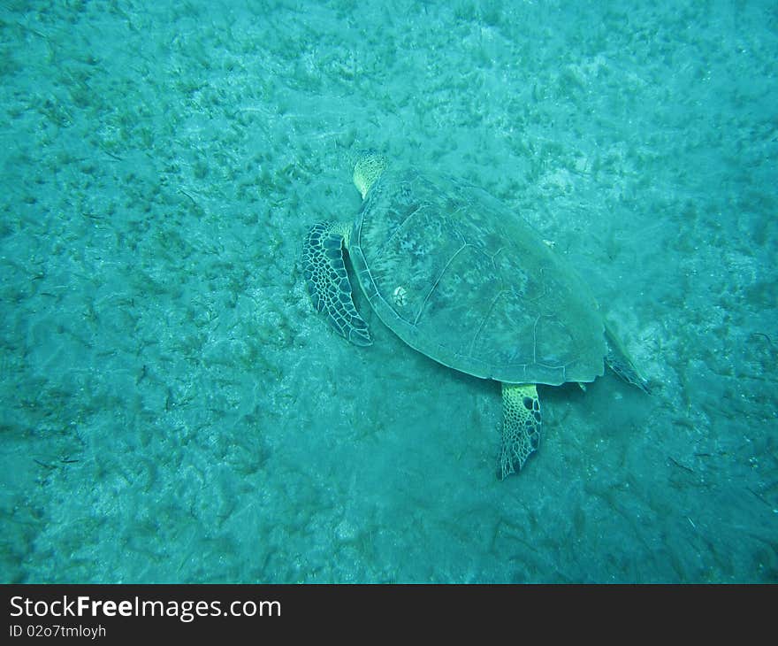 Sea Turtle