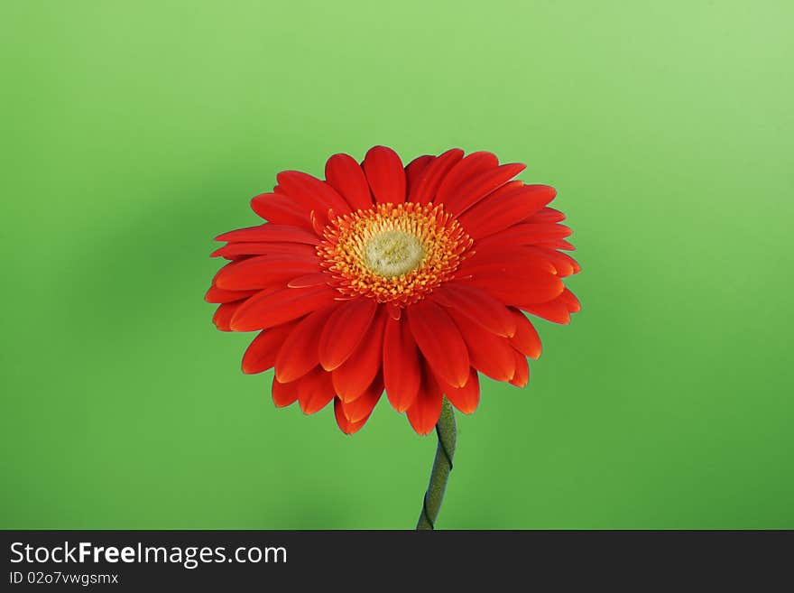 Flower heads, studio capture of sunflower, red, yellow. Flower heads, studio capture of sunflower, red, yellow