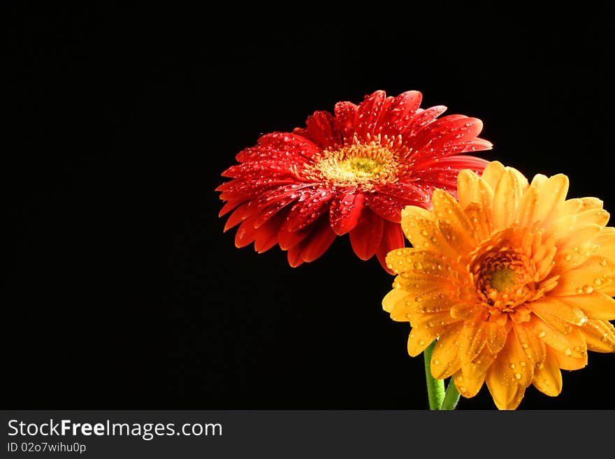 Flower heads, studio capture of sunflower, red, yellow. Flower heads, studio capture of sunflower, red, yellow