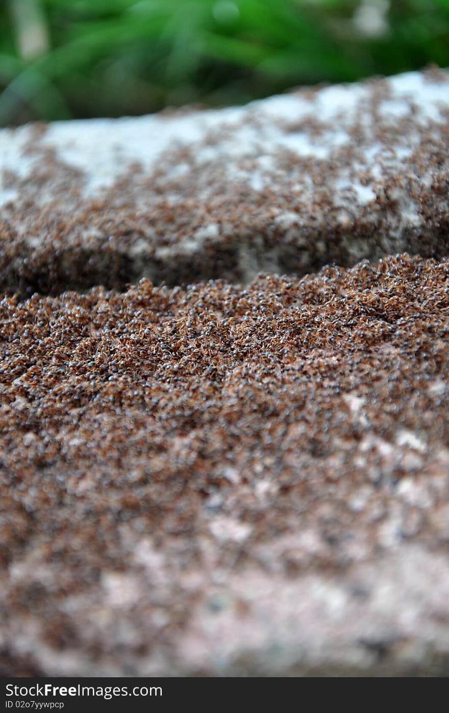 Heap Of Ants