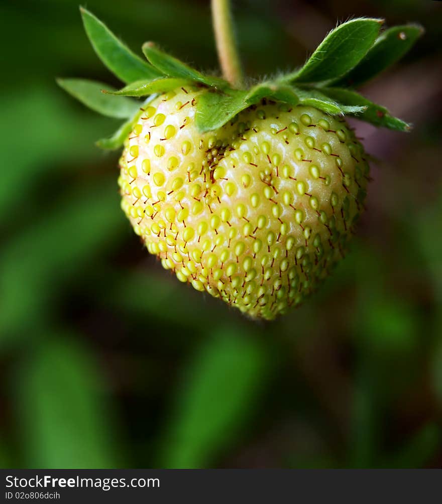 Green strawberry starting to turn red