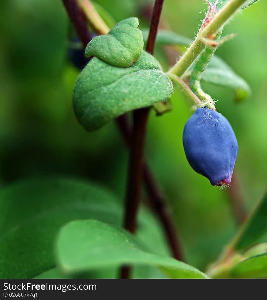 Single honeysuckle berry with green leaves and caterpillar. Single honeysuckle berry with green leaves and caterpillar