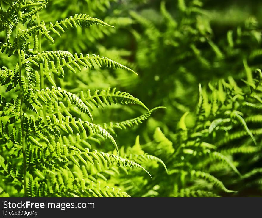 Light green fern leaves in spring sun. Light green fern leaves in spring sun