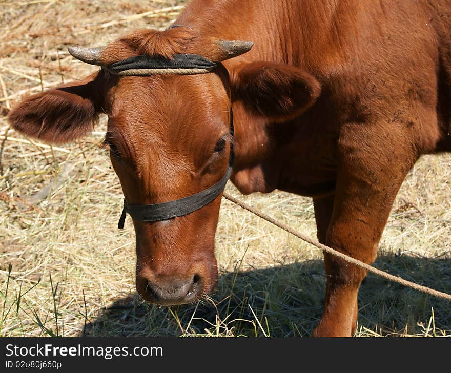 Young Calf