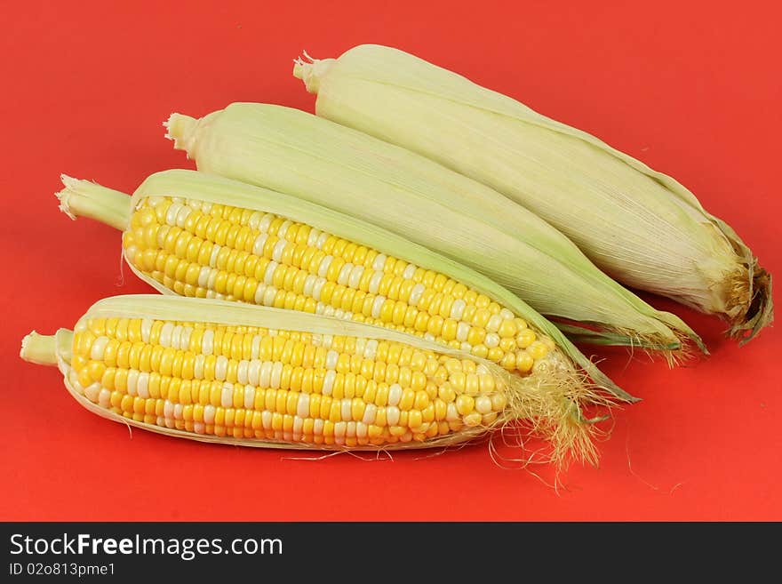 Colorful traditional Thanksgiving corn, isolated on red. Colorful traditional Thanksgiving corn, isolated on red