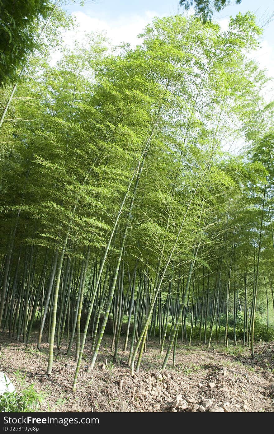 Bamboo Forest