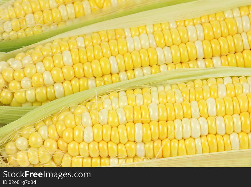 Colorful traditional Thanksgiving corn, isolated on white