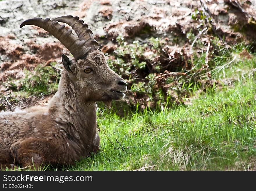 Capra Ibex - Italian Alps