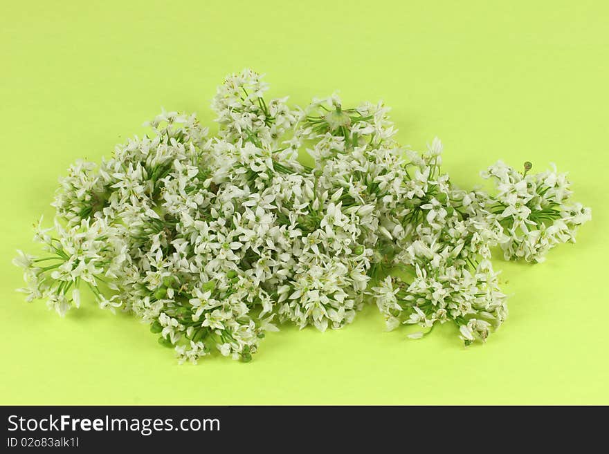 Leek Blossom on green background