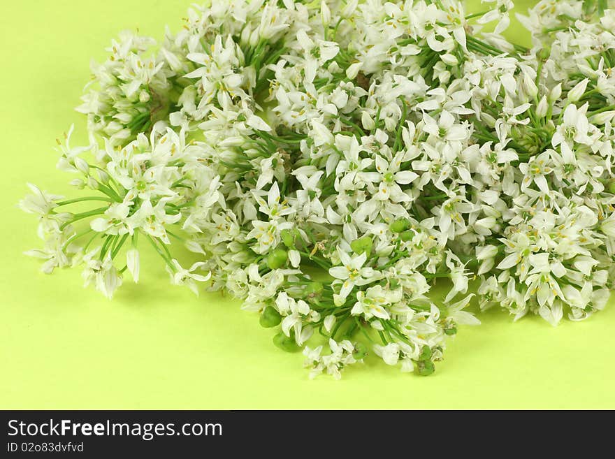 Leek Blossom on green background