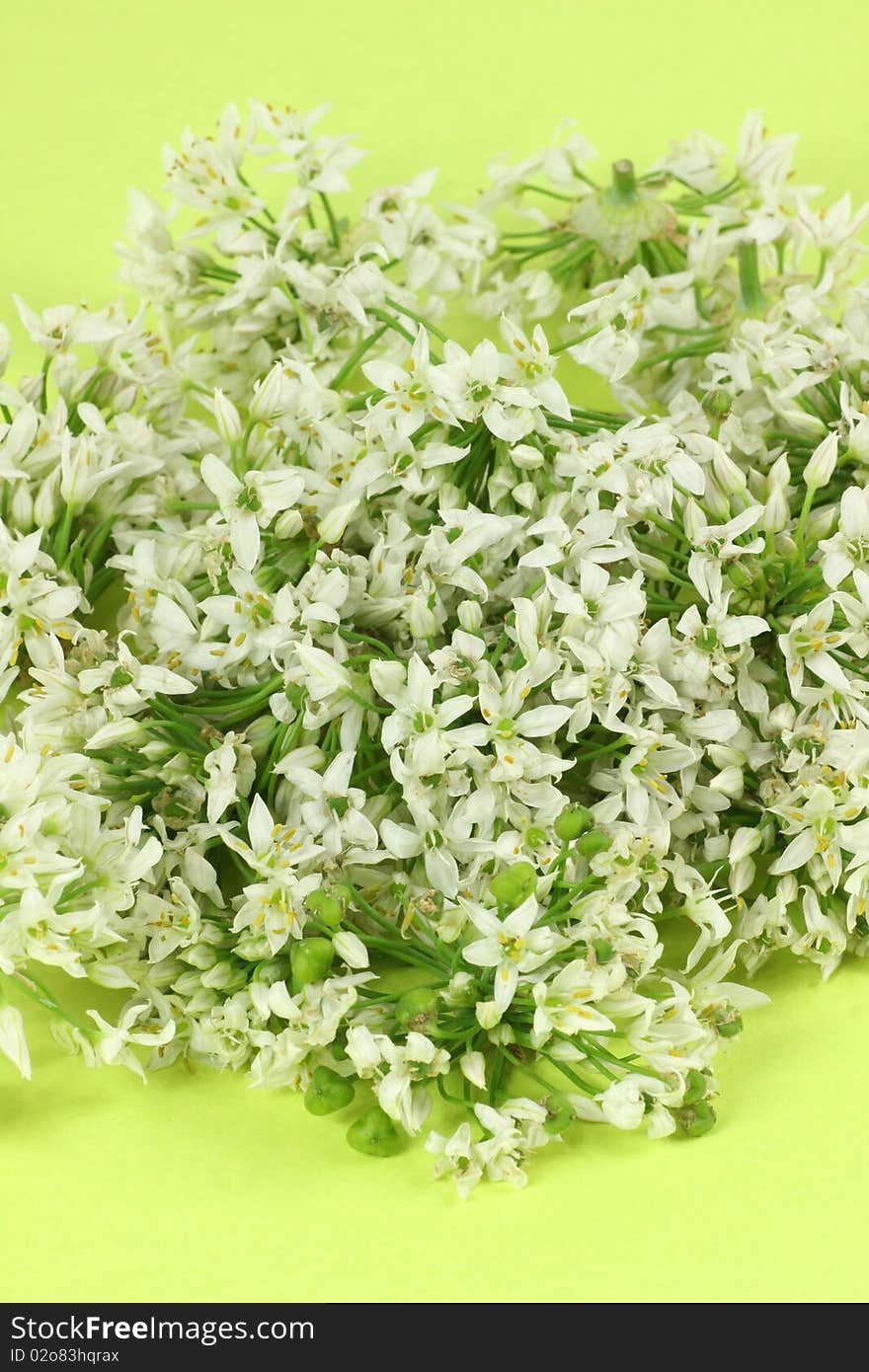 Leek Blossom on green background