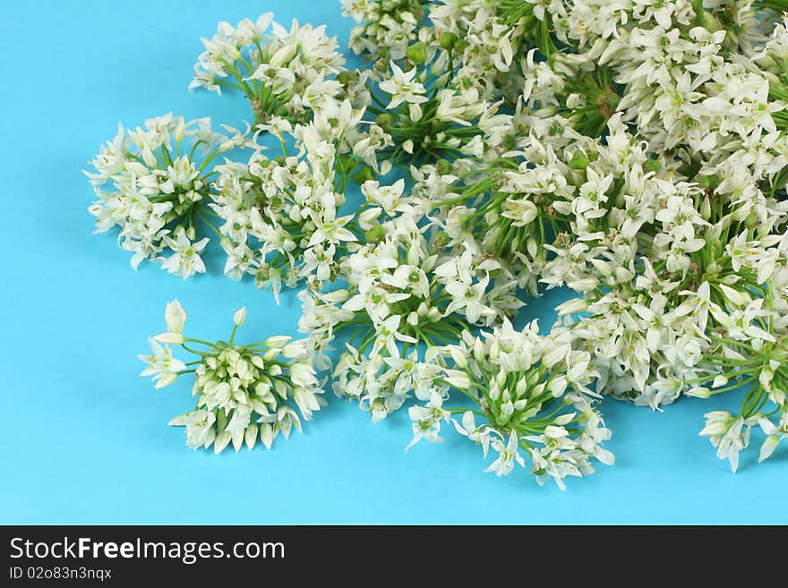 Leek Blossom on blue background